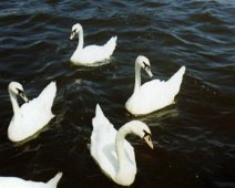 Swan Lake Norfolk Broads 1972